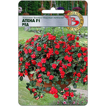 Бальзамин Валлера Атена Ред Биотехника Ц 