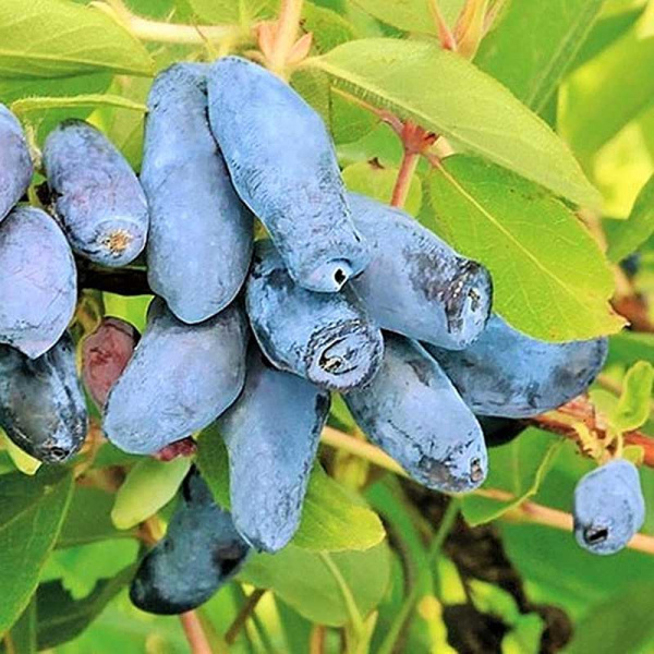 Плодово-ягодные кустарники