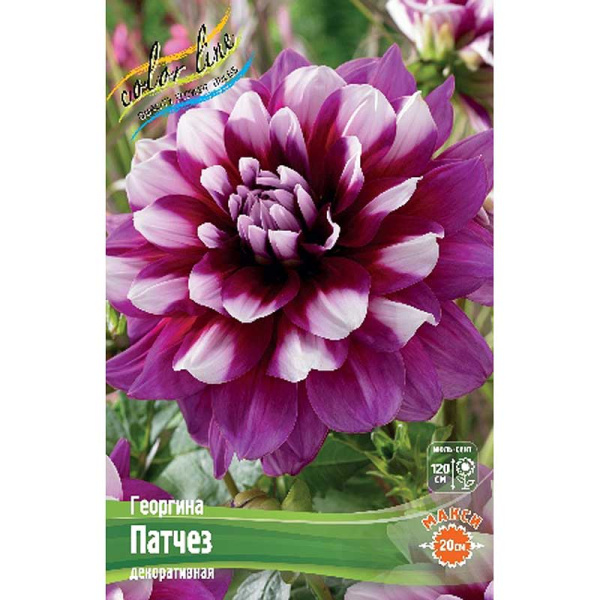 Георгина Патчез I 1 шт