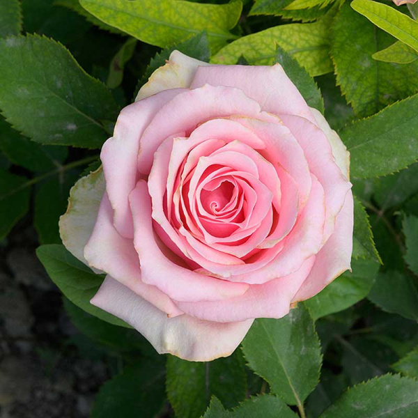 Роза чайно-гибридная Эрмоза Садовита