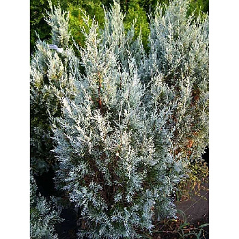 Можжевельник Скальный Мунглоу P9