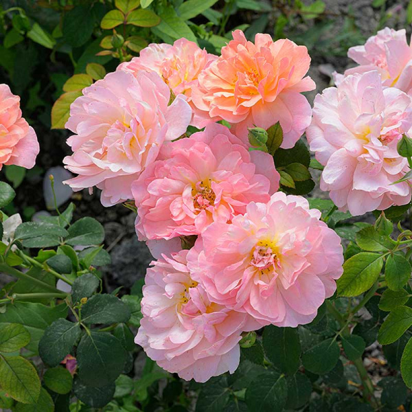 Роза Флорибунда Принцесс Дримс Садовита