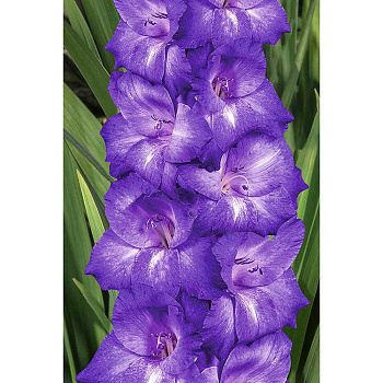 Гладиолус Перформер 10/12 8 шт Садовита