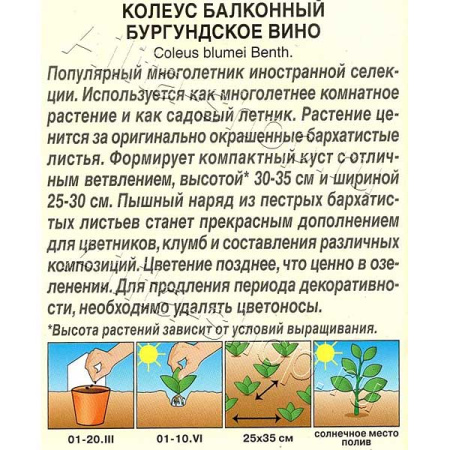 Колеус Бургундское вино Аэлита Ц 