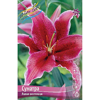 Лилия Суматра 12/14 25 шт Биг-пак 10429