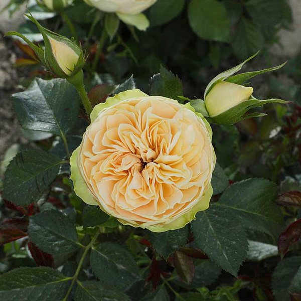 Роза шраб Шампань Рококо Садовита