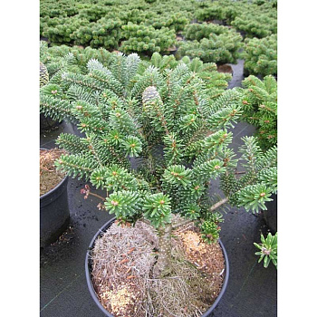 15969 Пихта Корейская Тайга C1.5 ,шт