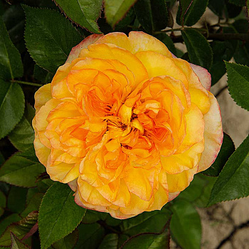 Роза чайно-гибридная Анри Дельбар Садовита