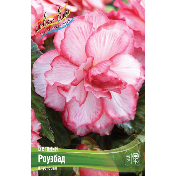 Бегония Роузбад 5/6 3 шт 