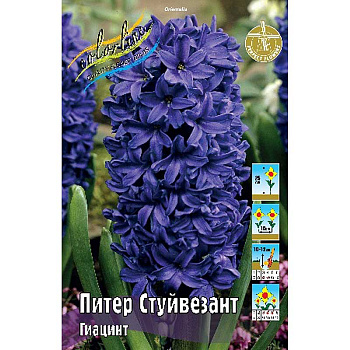 2862 Шоу-бокс Гиацинт Питер Стуйвезант 14/15 75 шт