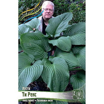 Хоста Ти Рекс 1 n 1 шт