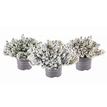 16694 Эрика Травяная Винтер Лейдиз (Белая) P12 конт. шт