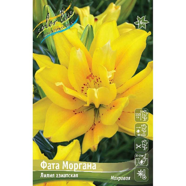 Лилия Фата Моргана 16/18 3 шт 