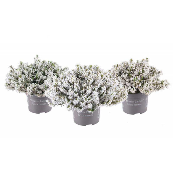 16694 Эрика Травяная Винтер Лейдиз (Белая) P12 конт. шт