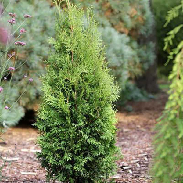 10353 Туя Западная Thuja Occidentalis King Of Brabant P9 Садовита