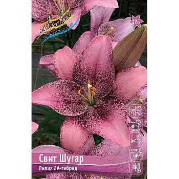 Лилия Свит Шугар 12/14 25 шт Биг-пак 10292