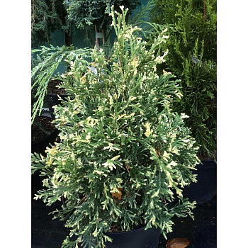 Туя Западная Хертленд Сноу C3 25-30cm