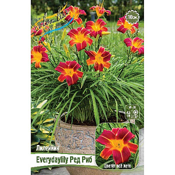 Лилейник Everydaylily Ред Риб I 1 шт