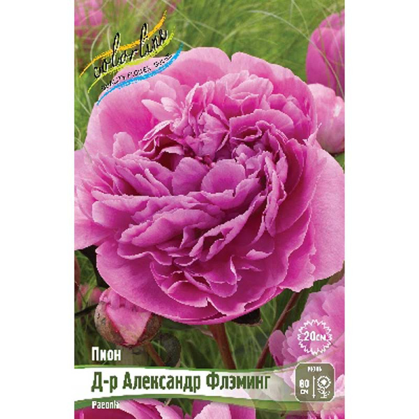 Пион Д-Р Александр Флэминг 2/3 n 1 шт