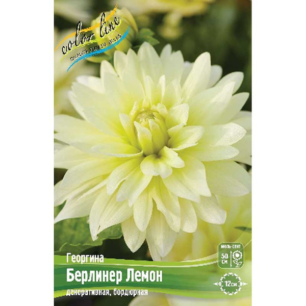 Георгина Берлинер Лемон I 1 шт