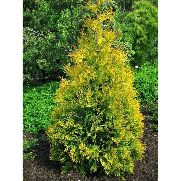 Туя Западная Еллоу Риббон P9