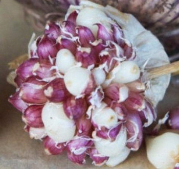 Воздушная бульба Любаша 200гр