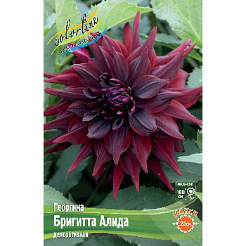 Георгина Бригитта Алида I 1 шт 