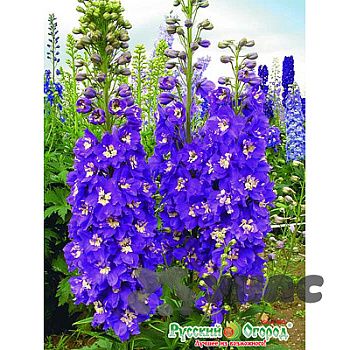 Дельфиниум Король Артур НК Ц 