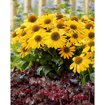 Эхинацея Твиити I 1 шт 