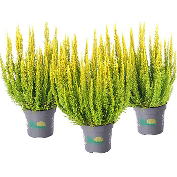 4354 Вереск Обыкновенный Майами P12 конт. шт