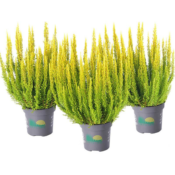 4354 Вереск Обыкновенный Майами P12 конт. шт