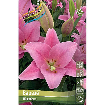 Лилия Варезе 10/12 25 шт Биг-пак 10550
