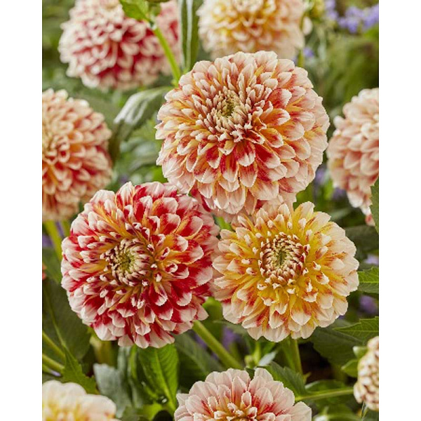 Георгина Джоуи Фэнтези I 15 шт Шоу-Бокс 14494