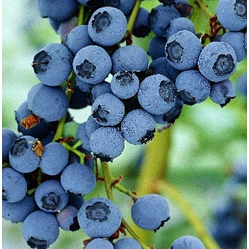 Голубика Блюкроп P9