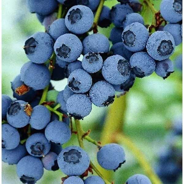 Голубика Блюкроп P9