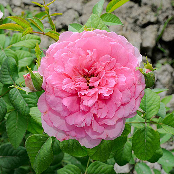 Роза Чайно-гибридная Жардино Дель Аморе Садовита