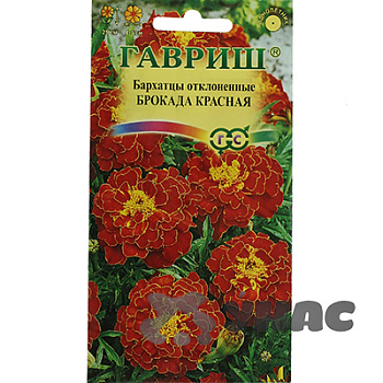 Бархатцы Брокада красная  Гавриш Ц 