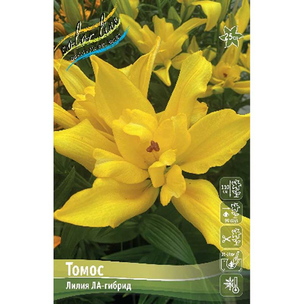 Лилия Томос 12/14 5 шт 