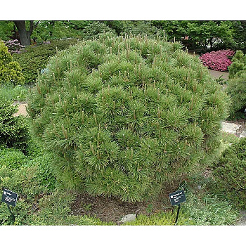 Сосна Густоцветковая Глобоза C10 40-50cm шт