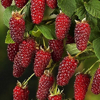 Ежемалина Тэйберри P9