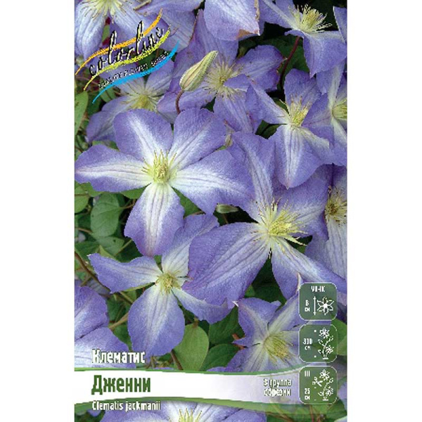 Клематис Дженни I 25 шт Биг-пак 4016