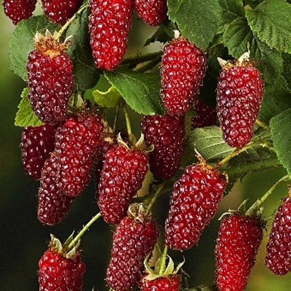 Ежемалина Тэйберри P9