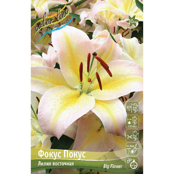 Лилия Фокус Покус 12/14 2 Эконом шт