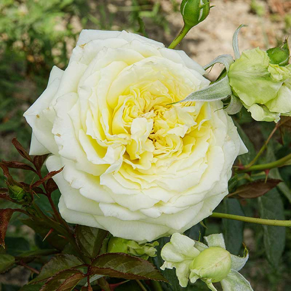 Роза плетистая Эльф Садовита