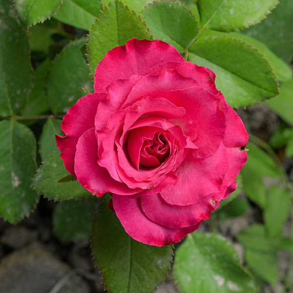 Роза Чайно-гибридная Кантри Блюз Садовита