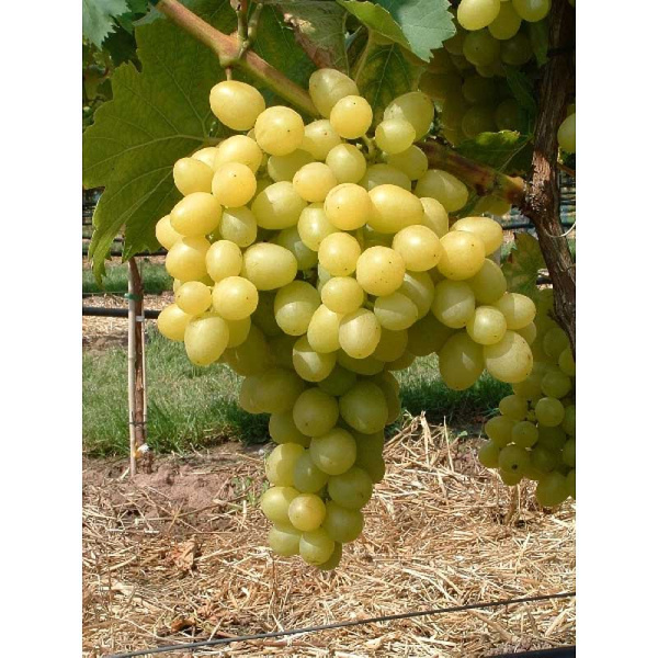 2836 Виноград Плодовый Бианка P9 ,шт