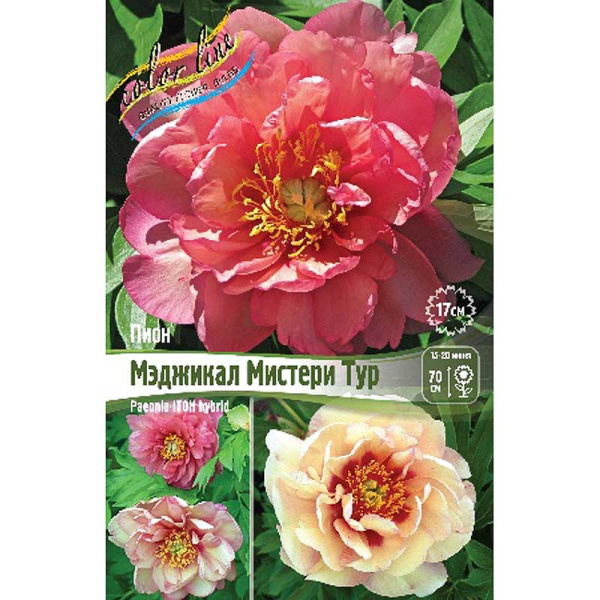 Пион Ито-Гибрид Мэджикал Мистери Тур 2/3 n 5 шт Биг-пак 13465