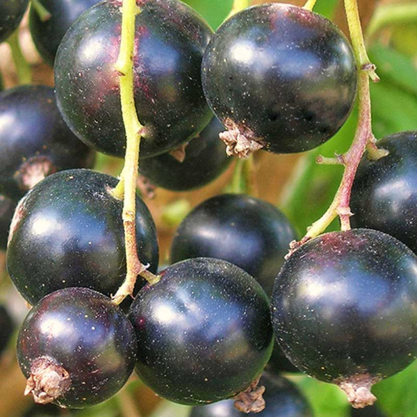 Смородина черная Памяти Калининой Садовита