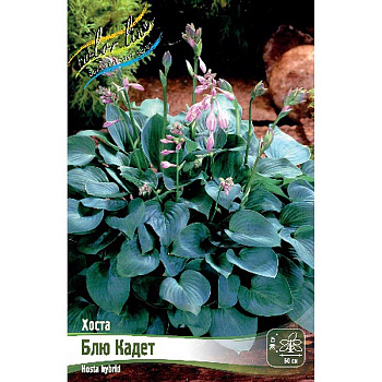 Хоста Блю Кадет 1 n 1 шт