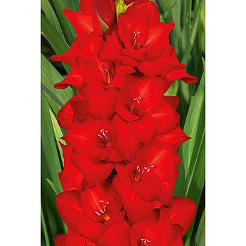Гладиолус Ред Баланс 12/14 100 шт Садовита Шоу-Бокс 13803 